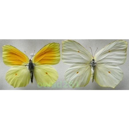 Gonepteryx cleopatra (Linnaeus, 1767) pair Croatia98d